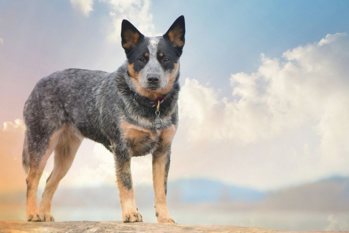 Australian Cattle Dog