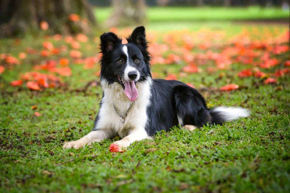 Border collie